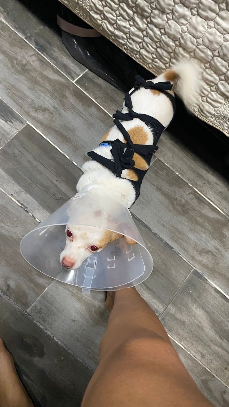 Pet Health Services