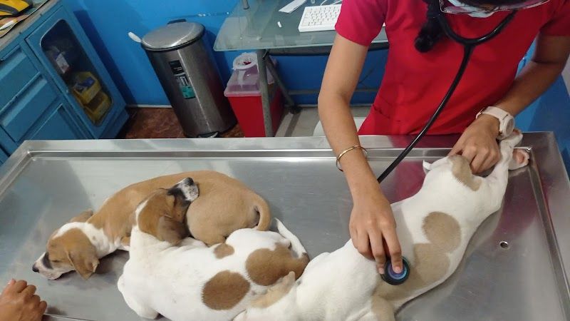 Clínica Veterinaria Playa pet Tulum