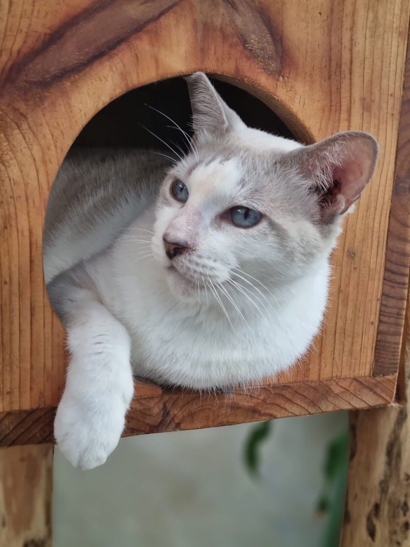 CLEVET (Clínica de Esterilizaciones Veterinarias), Cancún