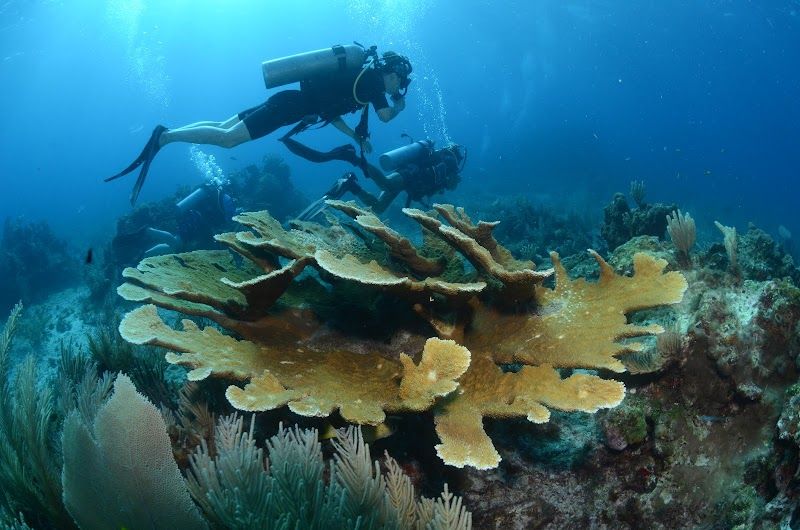 Tropical Sons Dive Center