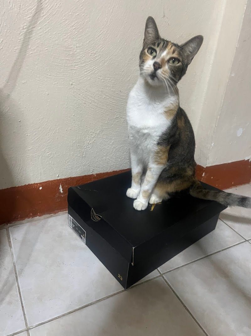 CONSULTORIO VETERINARIO YUUM BALAM