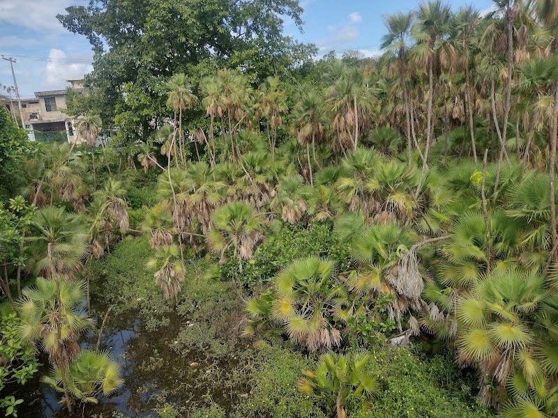 Cenote 97