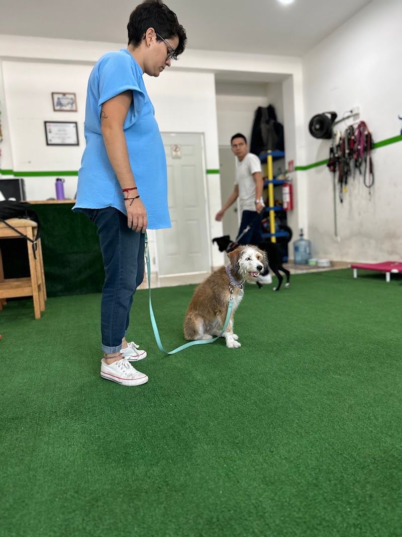 IQ Academia Canina
