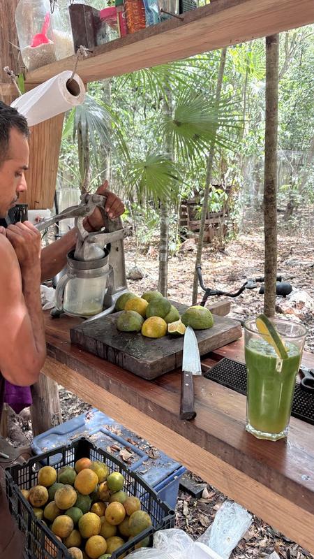 Wheatgrass Tulum
