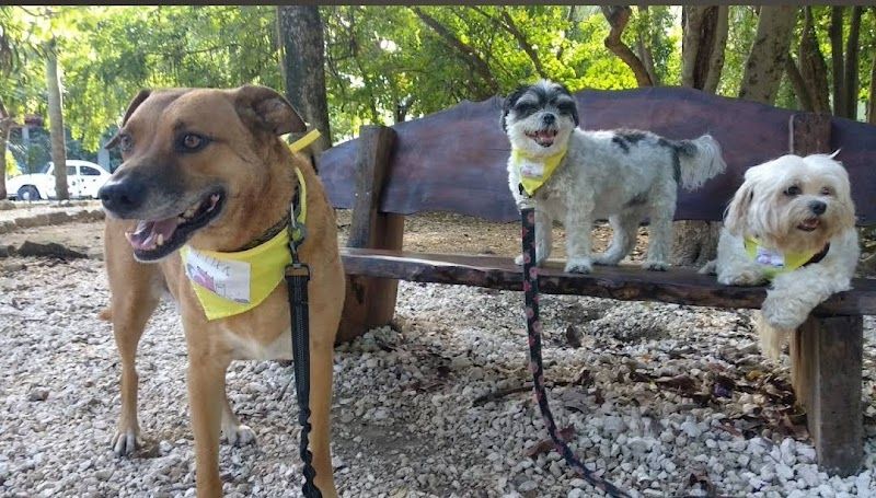 PETS PLAYA