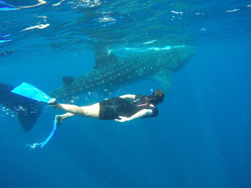 Eco Tours Adventure Whale Shark Tour Cancun