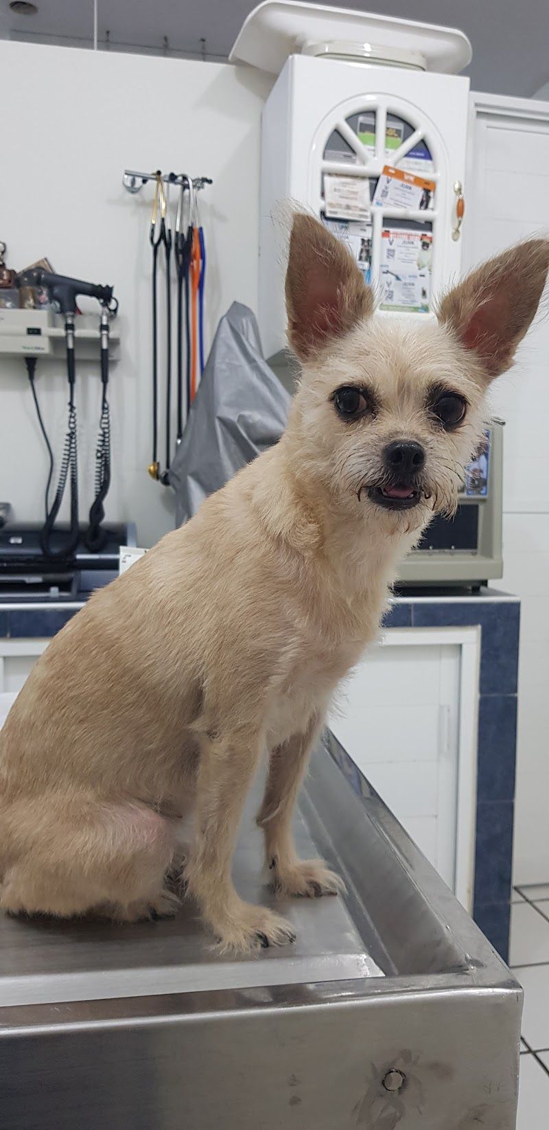 Clínica Veterinaria Tulum