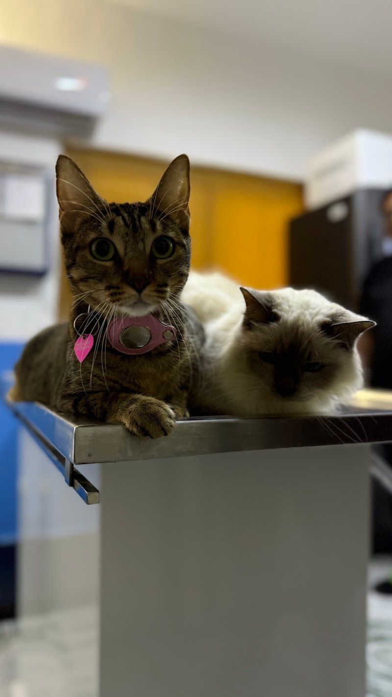 Servicios Veterinarios "The Jungle"