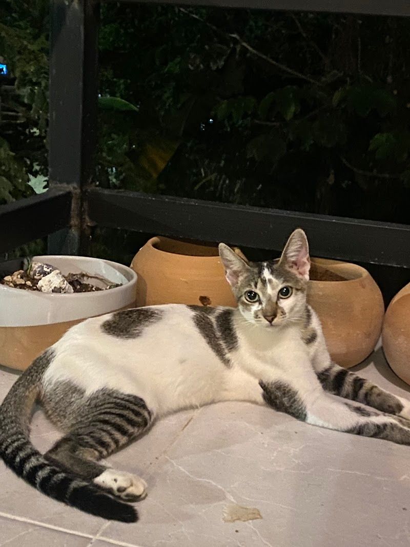MiVet Tulum Clínica Veterinaria