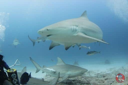 Phantom Divers