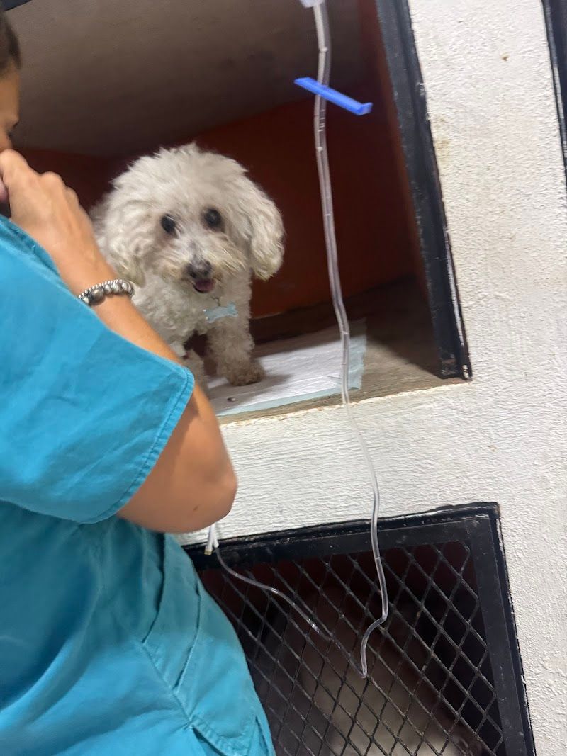 Animalist Veterinarian