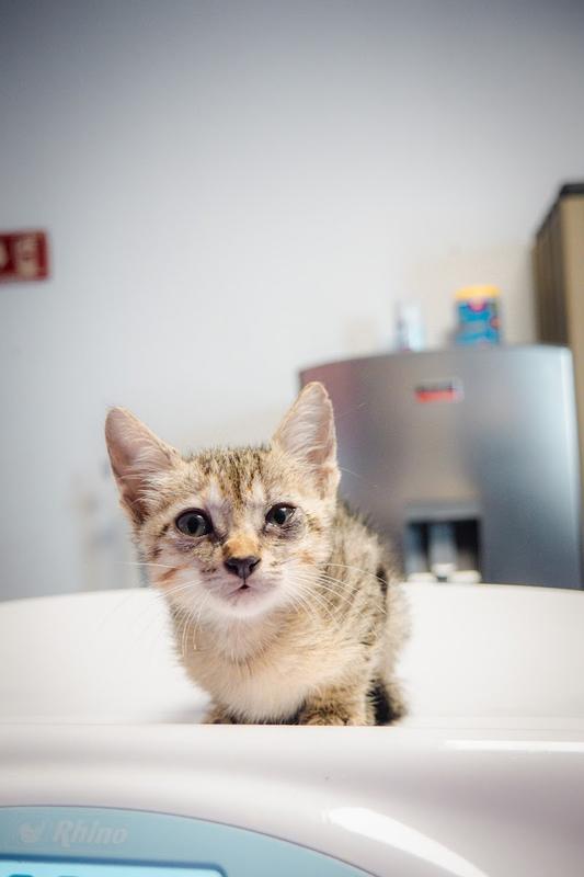 Vets4Pets