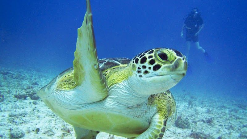 Scubamobile Dive Center